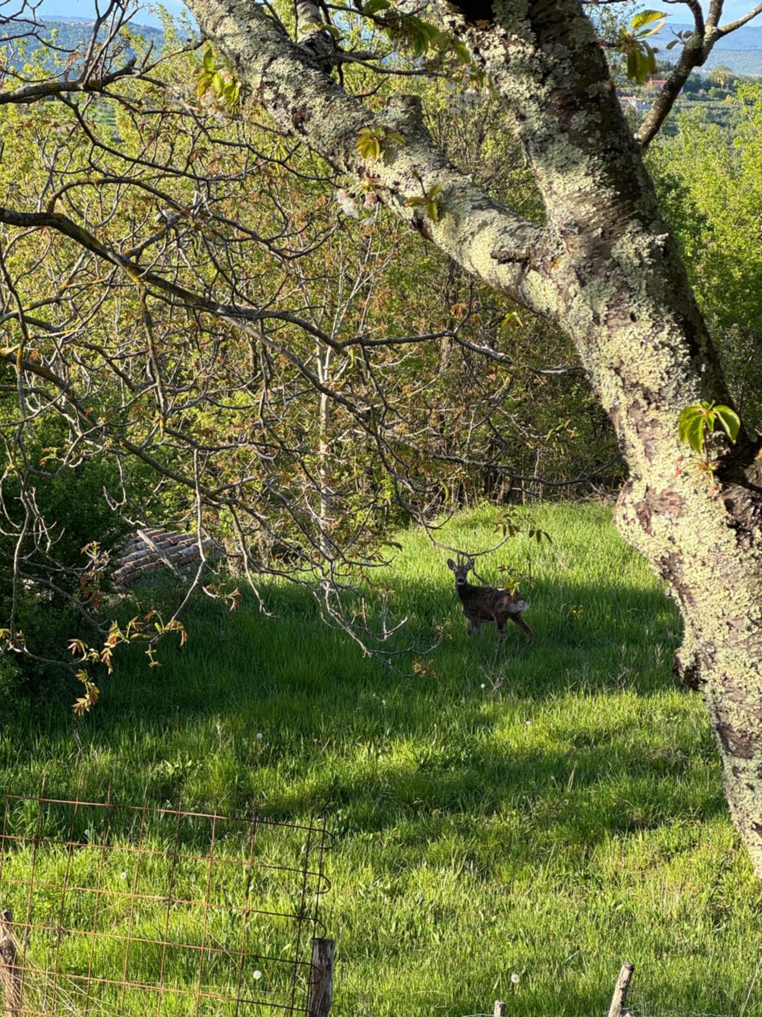 Guesthouse Green Istria Truške Eksteriør bilde