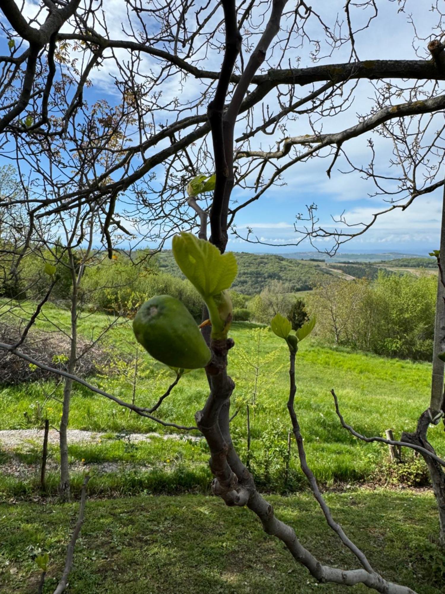 Guesthouse Green Istria Truške Eksteriør bilde